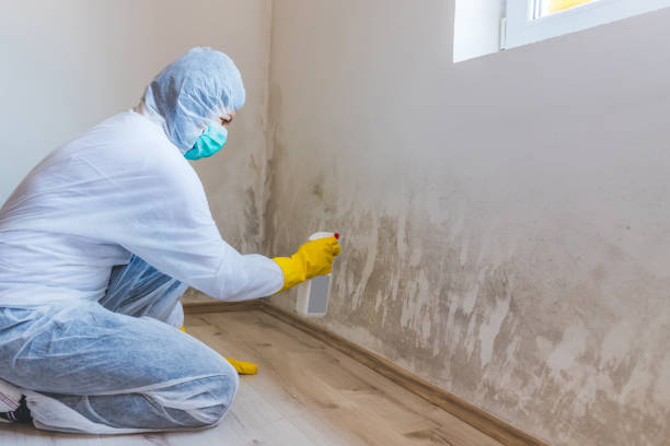 Licensed Mold Remediation service in Burlington, KY - WQB Mold Removal